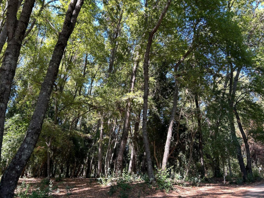 venta-terreno---sitio-4700mts-san-clemente-8
