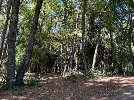 venta-terreno---sitio-4700mts-san-clemente-9