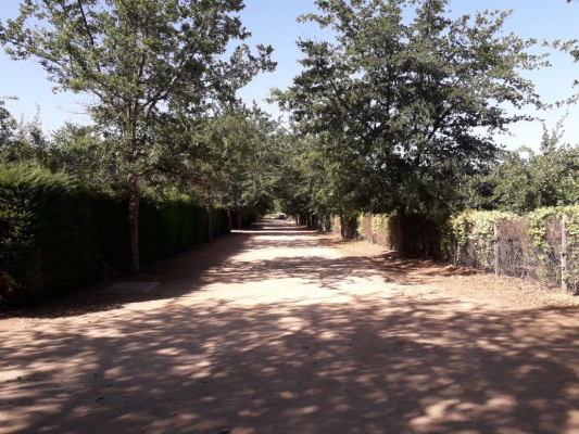 venta-parcela-5000mts-curacavi-3