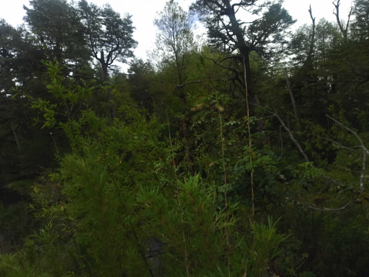 terreno-ideal-para-inversion-en-naturaleza-(165-5