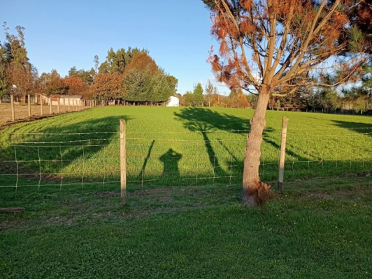 -16