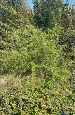 vende-parcelas-de-2-hectareas-con-rol,-en-talca-4