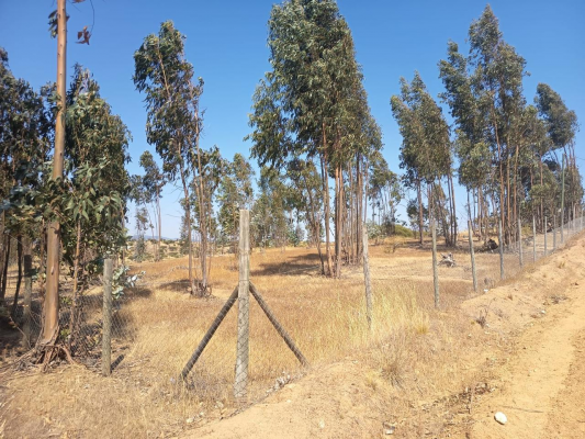 oportunidad-parcela-en-peralillo-5000-m2-3