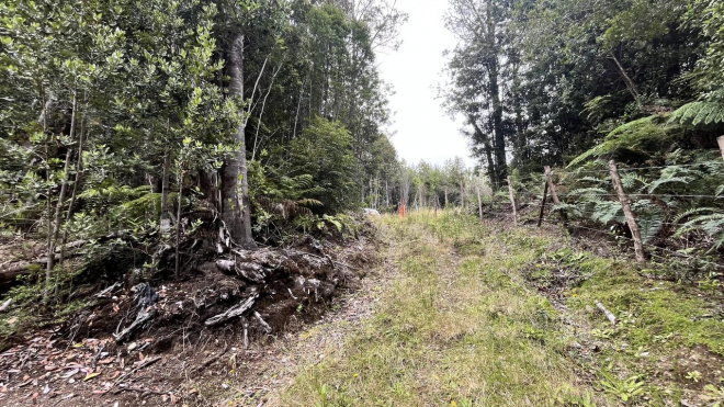 gran-terreno-con-hermoso-bosque-nativo-3