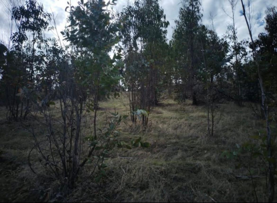 venta-terreno---sitio-50000mts-litueche-6