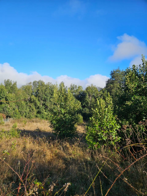 parcelas-camino-villarrica-licanray-loteo-orill-7