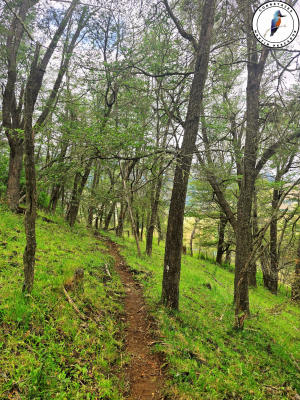 se-vende-terreno-camino-lago-atravesado-7