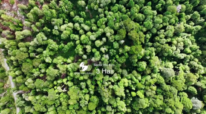 invierte-en-3-hectareas-de-bosque-nativo-en-aysen-4