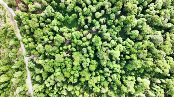 invierte-en-3-hectareas-de-bosque-nativo-en-aysen-6