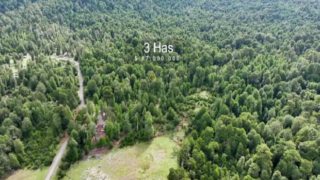 invierte-en-3-hectareas-de-bosque-nativo-en-aysen-7