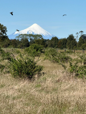 altos-del-tepual:-terreno-de-inversion-(160033)-3