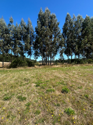 parcela-de-5155-valle-curacautin-region-de-la-a-7