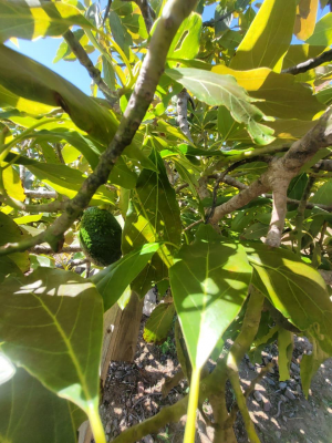 se-vende-terreno-c/arboles-frutales,-el-rosario-4