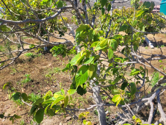 se-vende-terreno-c/arboles-frutales,-el-rosario-5