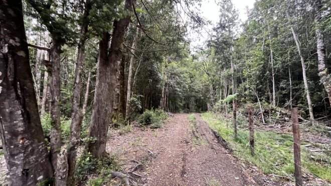 gran-terreno-con-hermoso-bosque-nativo-6