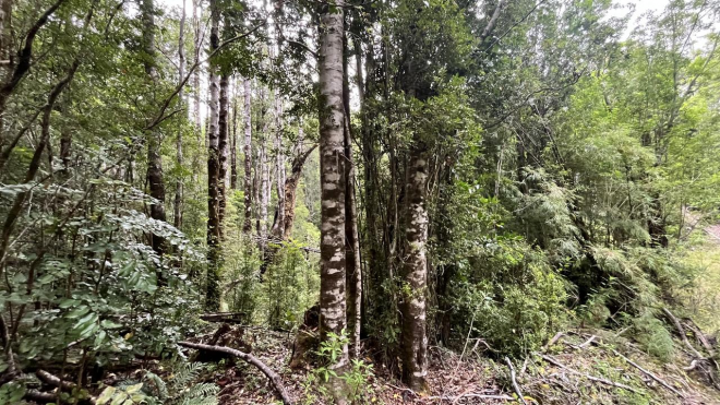 gran-terreno-con-hermoso-bosque-nativo-7
