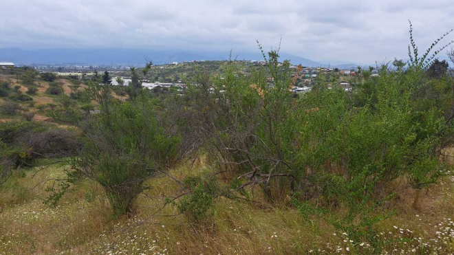 oportunidad-sitio-san-pedro-quillota-(154645)-5