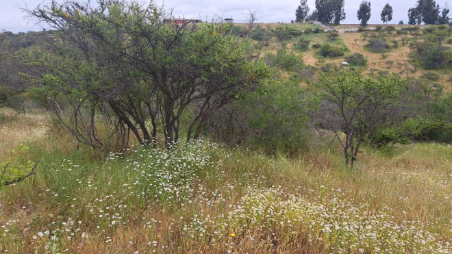 oportunidad-sitio-san-pedro-quillota-(154645)-7
