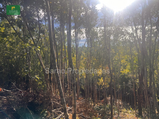 parcela-14000-mts-2-sector-rio-blanco-fresia-4