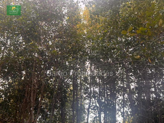 parcela-14000-mts-2-sector-rio-blanco-fresia-6