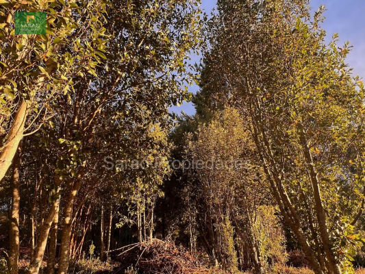 parcela-14000-mts-2-sector-rio-blanco-fresia-7