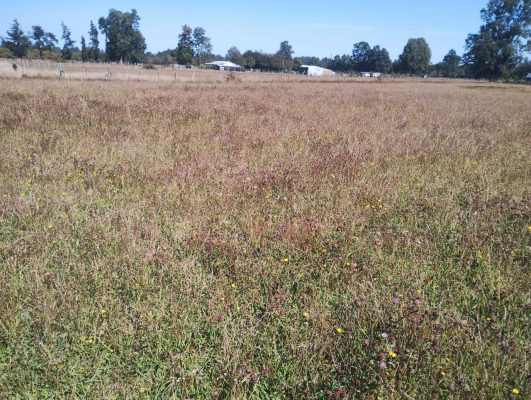 terreno-agricola-en-venta-rio-bueno,-sector-hu-5