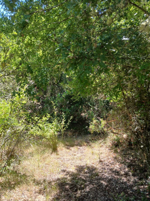 1,3ha-naturaleza,-vega-de-salas-(167813)-9