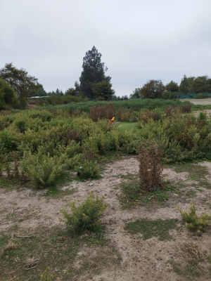 parcela-en-venta-cercana-al-lago-rapel--oportun-7