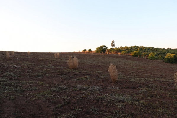 se-vende-parcela-agricola-en-el-convento,-sant-7