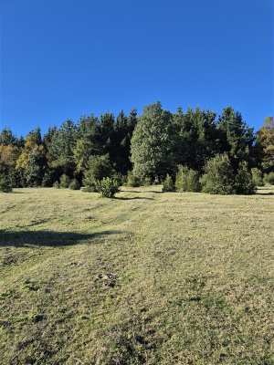 114112856-5