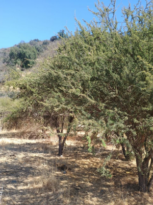 venta-de-parcela-8,5-ha-en-tantehue-9