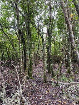 hermosa-parcela-de-agrado-de-1-hectarea-7