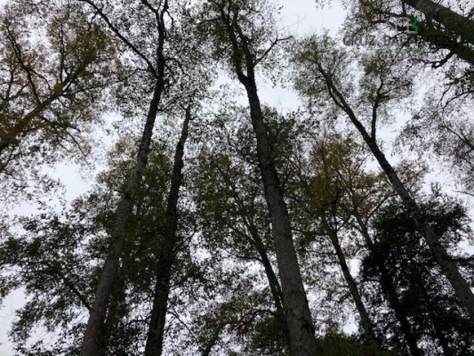 105006278-9