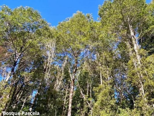 parcela-con-bosque-nativo-en-puerto-varas-8