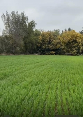 venta-terreno-agricola-,region-de-nuble,-pemuco-7