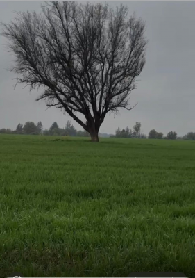venta-terreno-agricola-,region-de-nuble,-pemuco-8