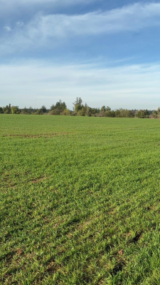 venta-terreno-agricola-,region-de-nuble,-pemuco-9