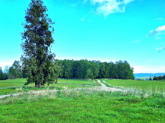 lago-ranco-camino-a-rio-bueno-vendo-5000-mts2-s-4