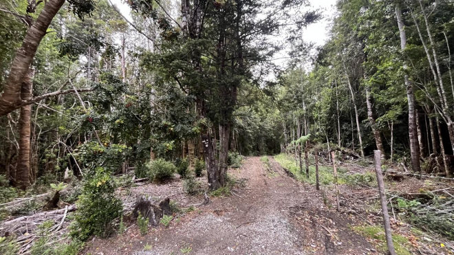 gran-terreno-con-hermoso-bosque-nativo-8