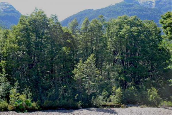 10-hectareas-orilla-rio,-aysen-(168457)-4