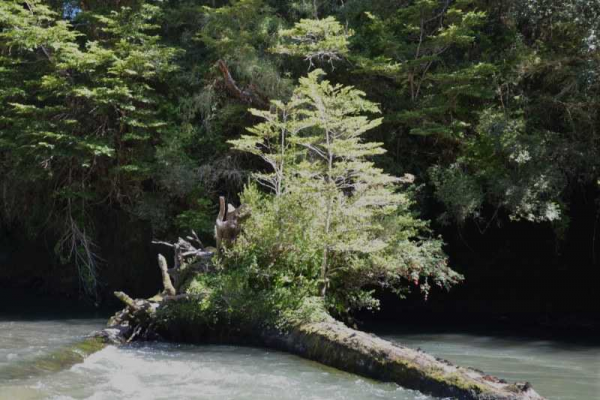 10-hectareas-orilla-rio,-aysen-(168457)-5