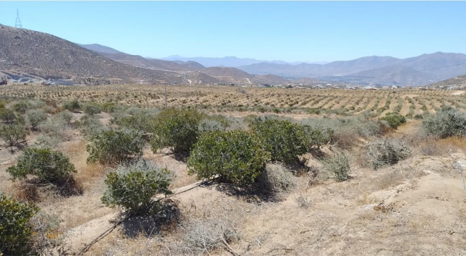 parcela-camin-del-elqui-20-min-aeropuerto-9