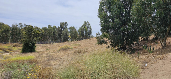 vive-en-maitencillo--parcela-exclusiva-en-campo-8