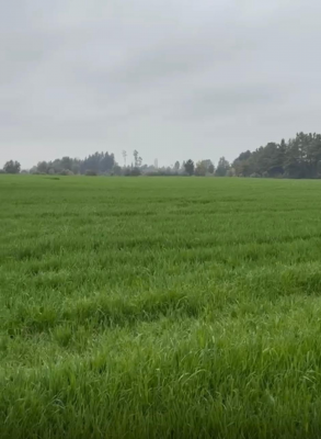 venta-terreno-agricola-,region-de-nuble,-pemuco-7