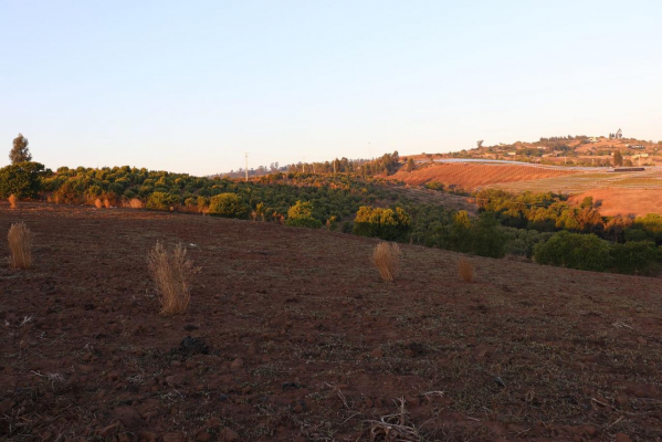 se-vende-parcela-agricola-en-el-convento,-sant-8
