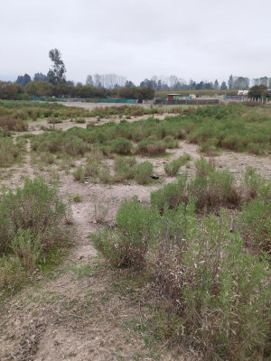 parcela-en-venta-cercana-al-lago-rapel--oportun-7