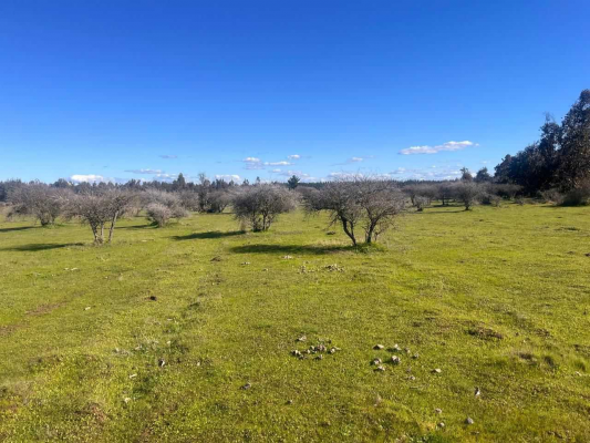 parcelas-de-5000m2-en-san-nicolas-nuble-(155660)-9