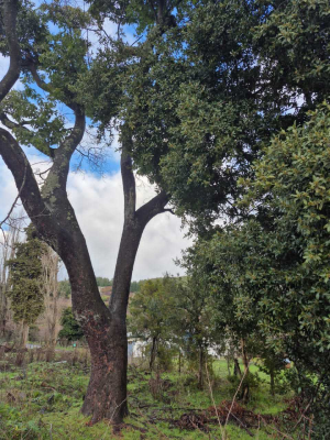 parcelas-en-los-angeles-sector-picul-(123694)-6