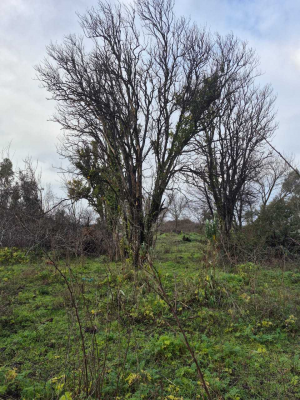 parcelas-en-los-angeles-sector-picul-(123694)-8