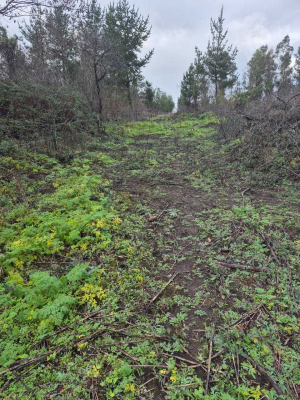 parcelas-en-los-angeles-sector-picul-(123694)-9